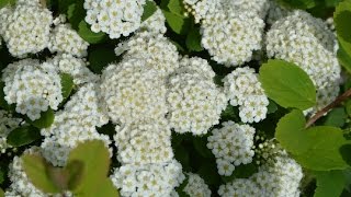 Spiraea betulifolia 'Tor'