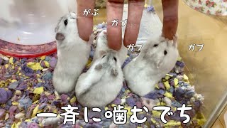 掃除しようとしたら阻止されたので