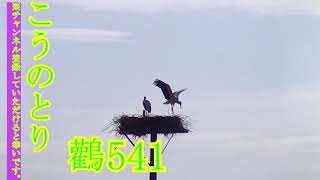 コウノトリ、20 08 0541　こうのとりすくすく子育て家族（Stork）