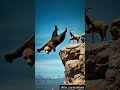 bear vs. goat the ultimate leap for survival