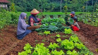 Panen sayur cantik | tanam sawi pagoda hingga panen | vegetable harvest | nikmatnya tumis pagoda