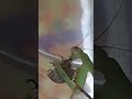 【螳螂】寬腹螳螂吃杜比亞蟑螂 praying mantis eats cockroach