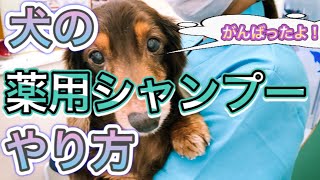 【シャンプー大好き】犬の薬用シャンプーのやり方、ドライアーで眠くなるワンコ（バレンタイン君）が可愛すぎる