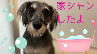 【シュナウザー】家シャンプー編🛀