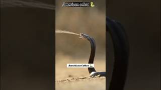 सावधान‼️☢️ Jab Indian Cobra Ata Hai😏🐍 #indiancobra #cobra #sanp #snake #shortz #shortvideo #shorts