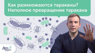 Как размножаются тараканы? Жизненный цикл, неполное превращение и идеальные условия для жизни | СЭС