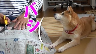 柴犬小春　DIYのお手伝い。車中泊支度！GWに向けてサンシェード　デリカD5