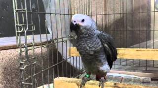 数日前からケージに移しました。ヨウムの雛  African Grey Parrot baby