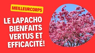 LE LAPACHO : BIENFAITS, VERTUS, EFFETS ET EFFICACITÉ!