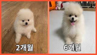 포메라니안 6개월 성장과정 강아지 몸무게 3배 실화?