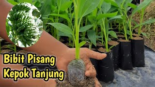 Bibit pisang kepok Tanjung, Persiapan untuk tanam luas...