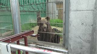 【東武動物公園】Tobu Zoo  ヒグマのおやつタイム　★2023.7.9★