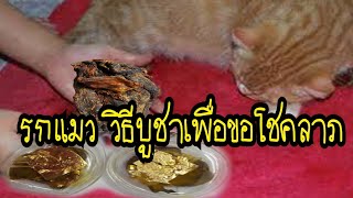 🔴รกแมว วิธีบูชา เพื่อขอโชคขอลาภ