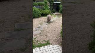 アンちゃんがお見送り