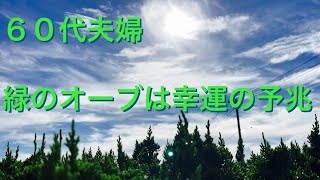 ６０代夫婦　緑のオーブは幸運の予兆