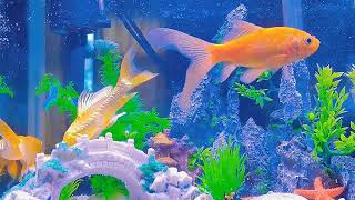 Discover the Serene World Within a Fish Tank - Embracing Nature's Beauty and Gratitude