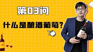 葡萄酒百问百答3：什么是酿酒葡萄？和水果店的葡萄很不一样