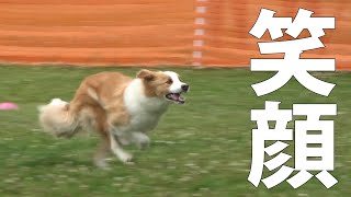 犬はディスクをキャッチする　良い練習会があるんだって！【フレンズ練習会ep.3-2】DOG SPORTS FRIENDS