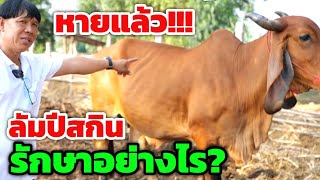 วัวเป็นโรคลัมปีสกิน แต่หายเป็นปกติแล้ว...มีวิธีการรักษาอย่างไร?