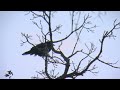 How Do Birds Survive Minnesota Winters?