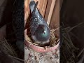 子育て真っ最中のシルたん pigeon レース鳩 racingpigeon 癒し かわいい 鳩好き はとジョ シルたん shorts