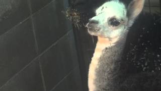 アルパカの赤ちゃん【五月山動物園にて150101】Alpaca@Ikeda Municipal Zoo（SATSUKIYAMA ZOO）