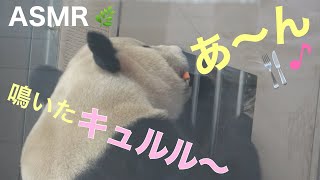 【桜浜よく鳴く/フォークで🍴デザート1/17】ASMR竹咀嚼音（パンダラブ館内閑散の為）/フリーズ/上目遣い🙄/ジャイアントパンダ/アドベンチャーワールド/panda/ouhin