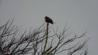 Rare Vermilion Flycatcher (immature male) still active after 10 days at Stephenville, Newfoundland!