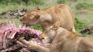 Hyena Lion Conflict 1