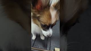 狂犬病ワクチン接種後