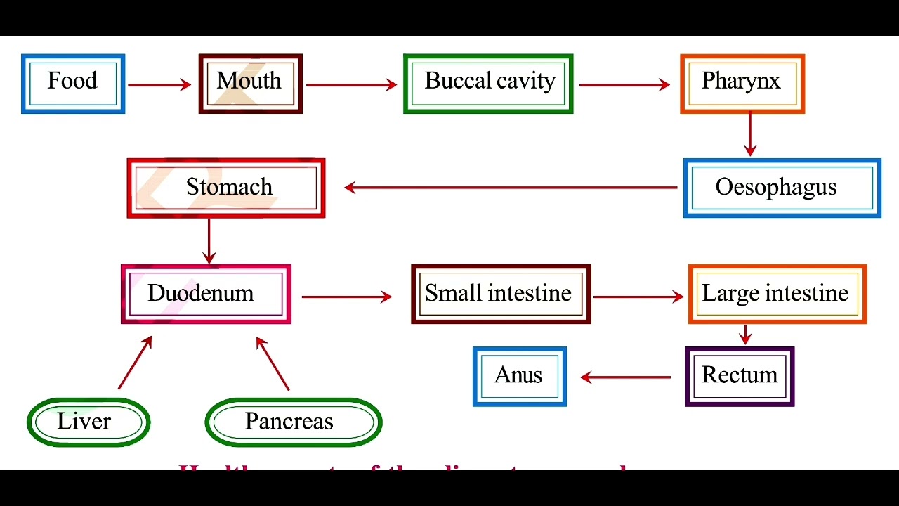 Flow Chart Of The Digestive System 2 1 The Digestive System Systems