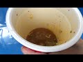 夜食動画【辛口】　赤　富士郎　辛豚骨醤油ラーメン　サッポロ一番 カップラーメン a large serving instant cup ramen spicy tonkotsu soy sauce