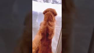 Dog and snow🐶 #funny #doglover #dog #dogs #animals #snow