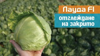 Лауда: отлични резултати при разсаждане в средата на февруари