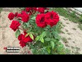 how to prune a rose after blooming in summer so that it blooms again. pruning roses in summer.