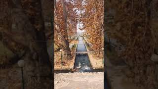 Beauty of Kashmir | Verinag ⛲️ Garden #shorts