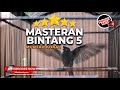 🔴Masteran Srigunting Abu Abu Full Bongkar Isian Koral Tajam Semua