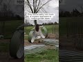 2024 Garden Update- Metal Raised Garden Beds! Tap & hold and click description for the link!