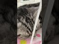 猫はいつもの毛布の上でぐっすり寝ています。 shorts