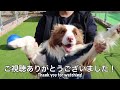 【衝撃映像】発情期のボーダーコリーの腰振りがプロだった【マウンティング】 border collie in heat was a pro at shaking her hips