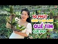 10 Phút Đã Ghép 1 Giò Quế Tím Cực Đẹp | Thích Trồng Lan - Vườn lan Bá Ninh