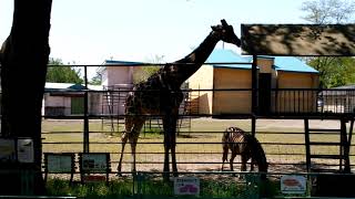 おびひろ動物園 アミメキリン チャップマンシマウマ 2019.05.25 DSC 0107