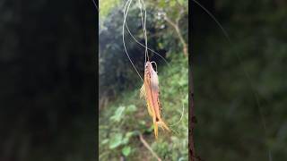 ചൂണ്ടയിട്ടപ്പോള്‍ കിട്ടിയ മീന്‍🐟😲 #fishing