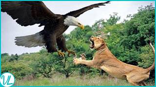 20 Most Epic Eagle Attacks Caught On Camera