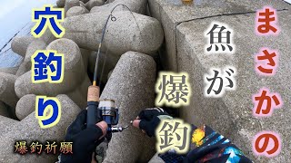 【神穴発見】あなたって穴釣りでそんなに釣れる魚でしたっけ？オキアミで爆釣が楽しすぎた！！