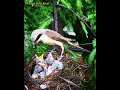 brown shrike birds the mother bird takes good care of the young review bird nest