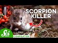 The Most Hardcore Creatures on Earth | Compilation