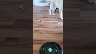 Dogs worst enemy - roomba 😂