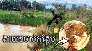 #វិធីដាក់កង្កែបងាយៗ Easy way to catch frogs 🐸