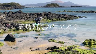 長崎県五島列島｜五島列島の生アオサ｜かきごや こんねこんね